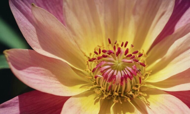 Co to jest erekcja i na czym polega