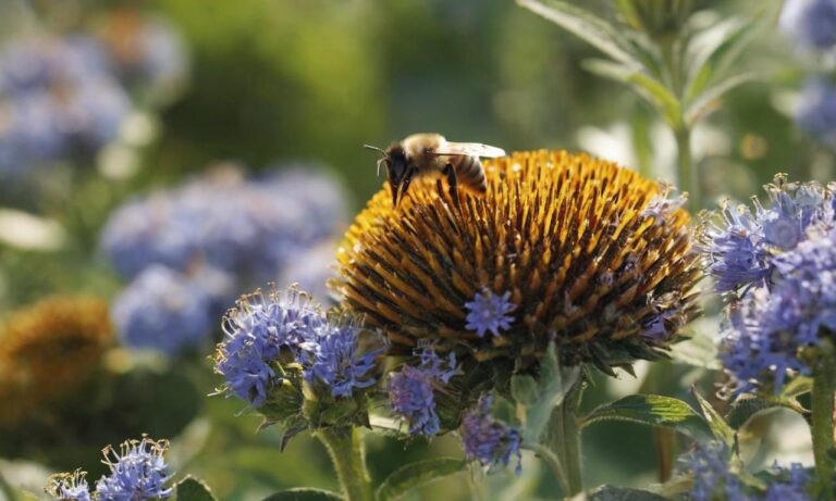 Co to jest propolis i do czego służy